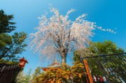 夢(mèng)中的大櫻桃，一場(chǎng)甜蜜的奇幻之旅