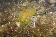 夢(mèng)到魚(yú)的神秘之旅，夢(mèng)到魚(yú)的神秘之旅