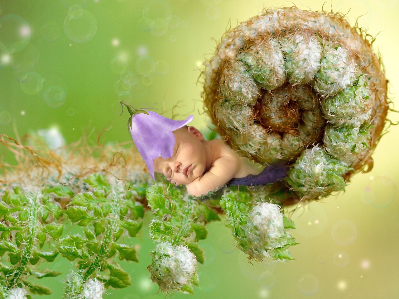 夢中的神秘使者——蟾蜍的啟示，夢中的神秘使者，蟾蜍的啟示之力