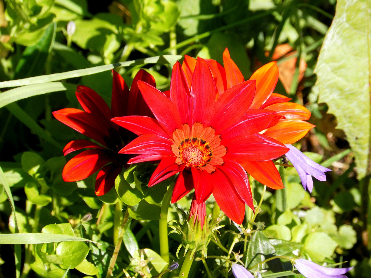 夢(mèng)中花語(yǔ)，解讀夢(mèng)到花的深層含義
