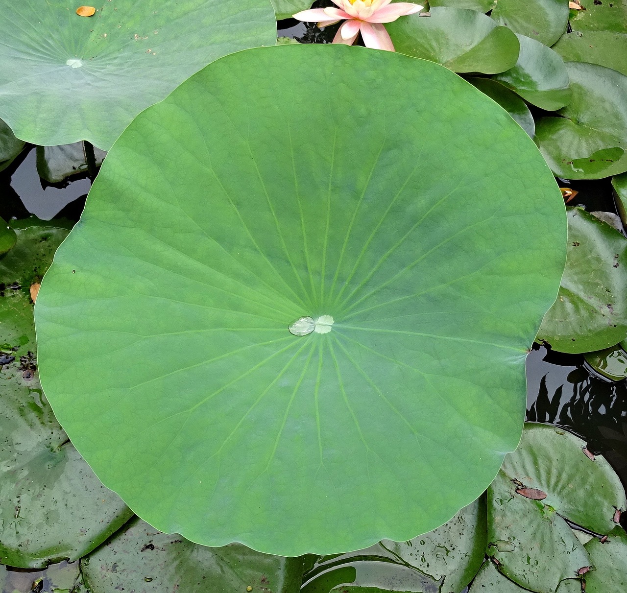 網頁小游戲植物_網頁小游戲植物大戰(zhàn)僵尸在線玩