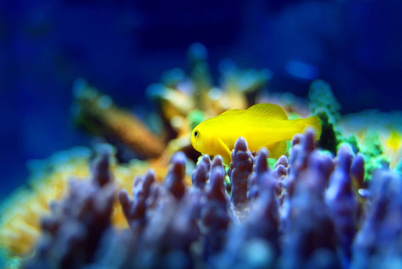夢中的魚之海，一場與小魚的奇妙邂逅