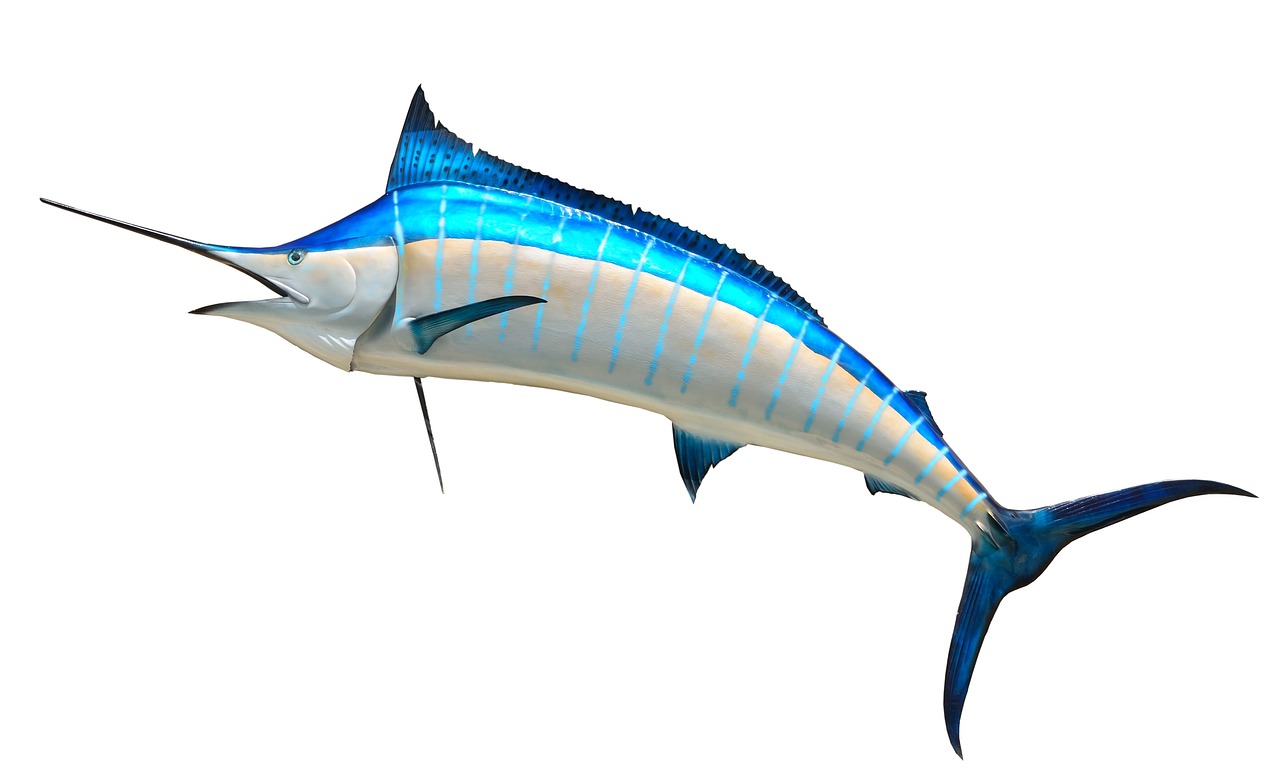 沙魚(yú)游戲免費(fèi)下載，讓你享受指尖的激情與冒險(xiǎn)