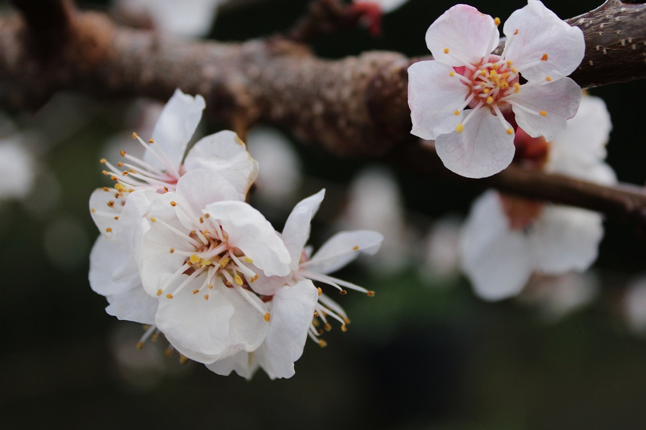 夢(mèng)中樹(shù)開(kāi)花，寓意何在？