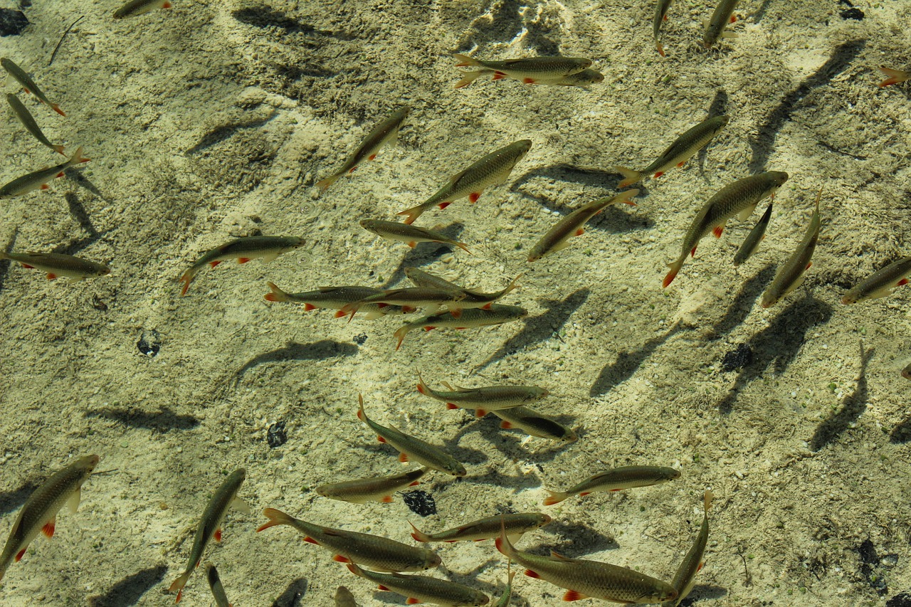 夢中的水世界，魚群涌動的奧秘