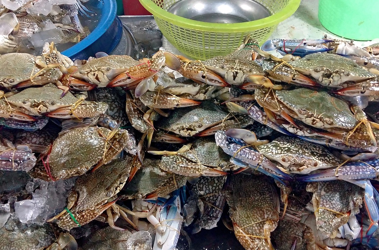 夢中奇遇，螃蟹與魚的共舞