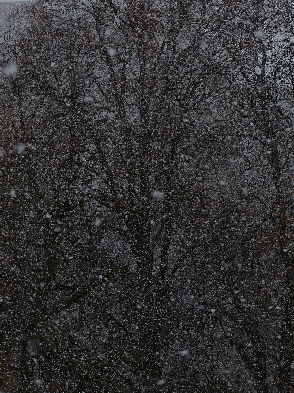 夢(mèng)中雪舞，心靈的洗禮