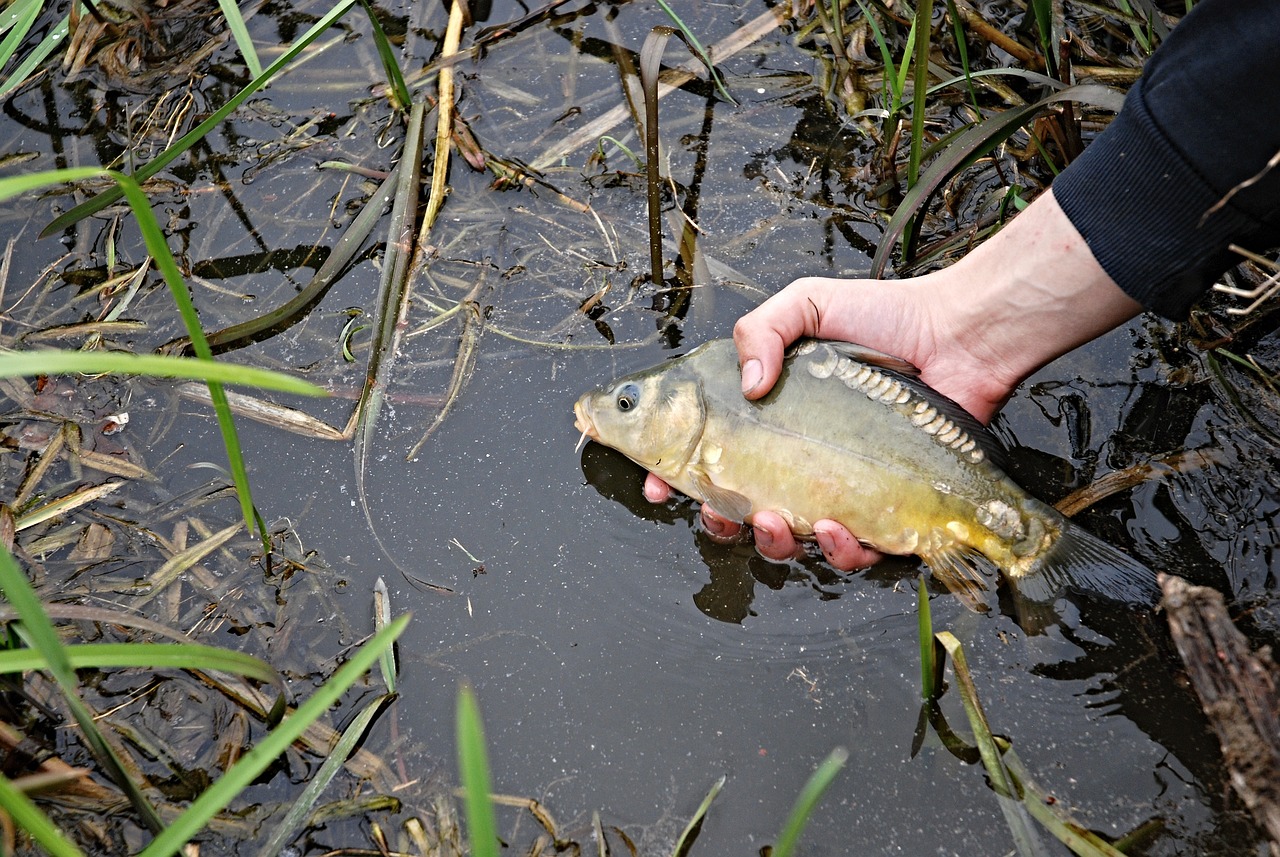 夢(mèng)到好多鯉魚(yú)，寓意與解讀