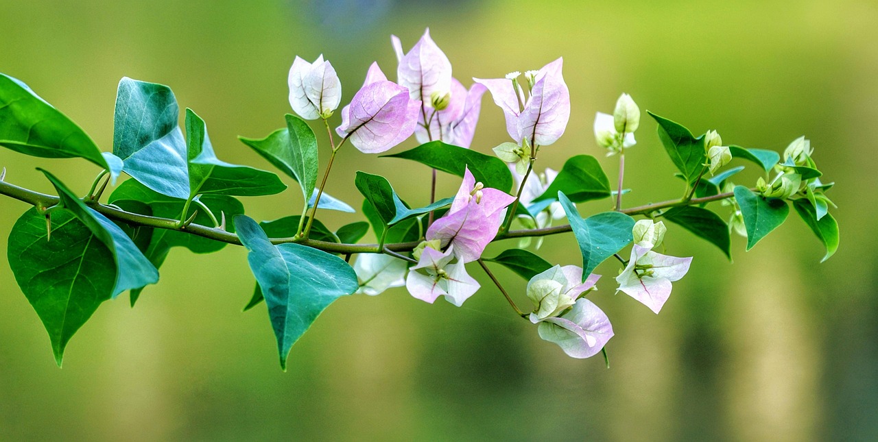 夢(mèng)中桐樹花開，寓意何在？
