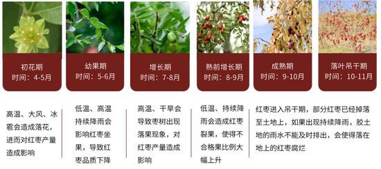 紅棗：宏觀回暖支撐，基本面改善暫有限